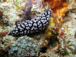 Snail by Richard Brodsky 